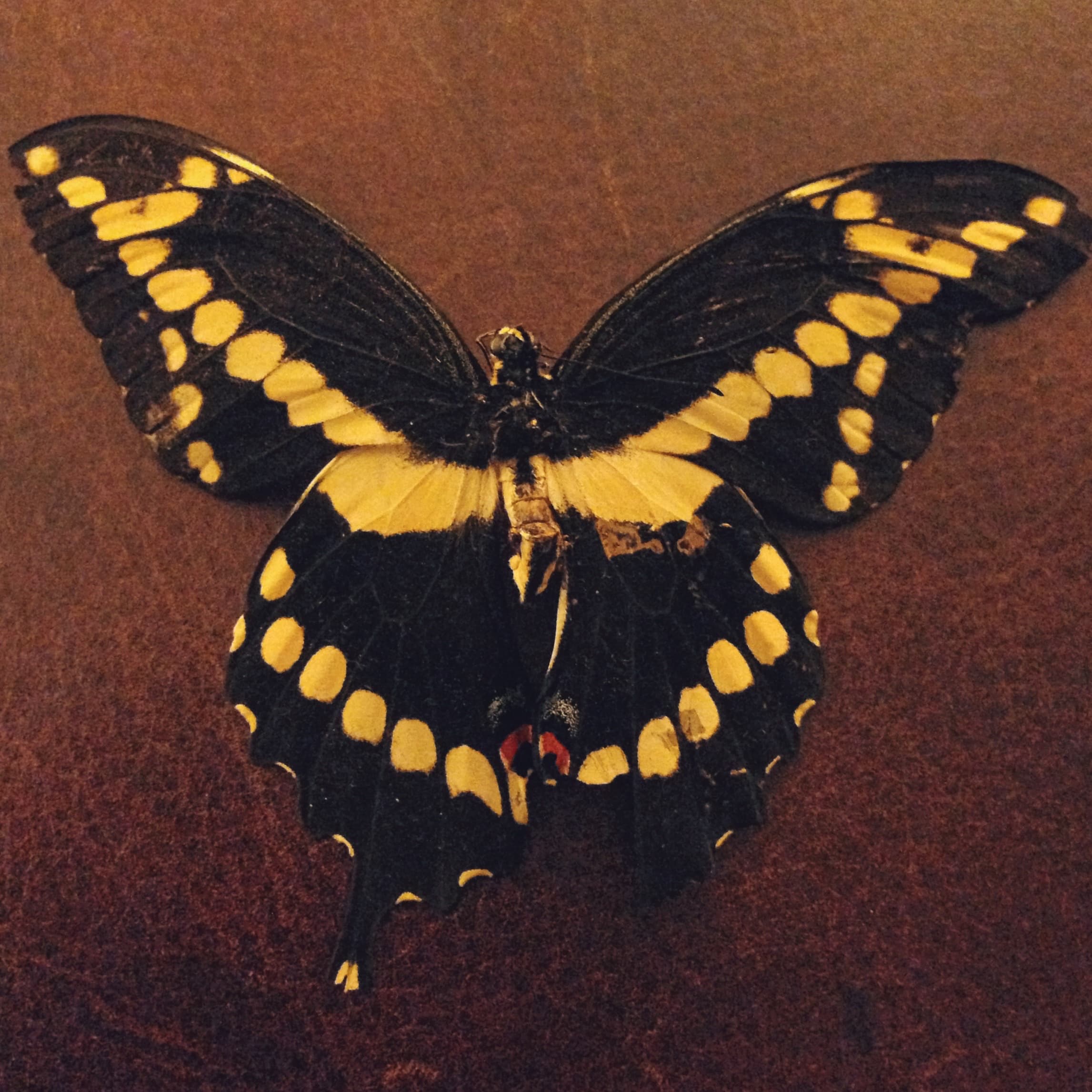 yellow swallowtail butterfly