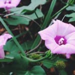 Purple Flower - East Texas Homestead