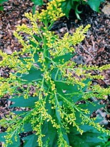 Yellow Flower Weed - East Texas Homestead