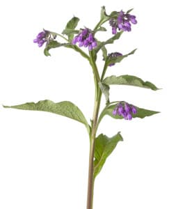 Purple Common comfrey flowers on white background