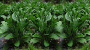 What is comfrey and should i grow it?