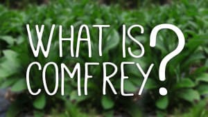What is comfrey and why should you grow it?