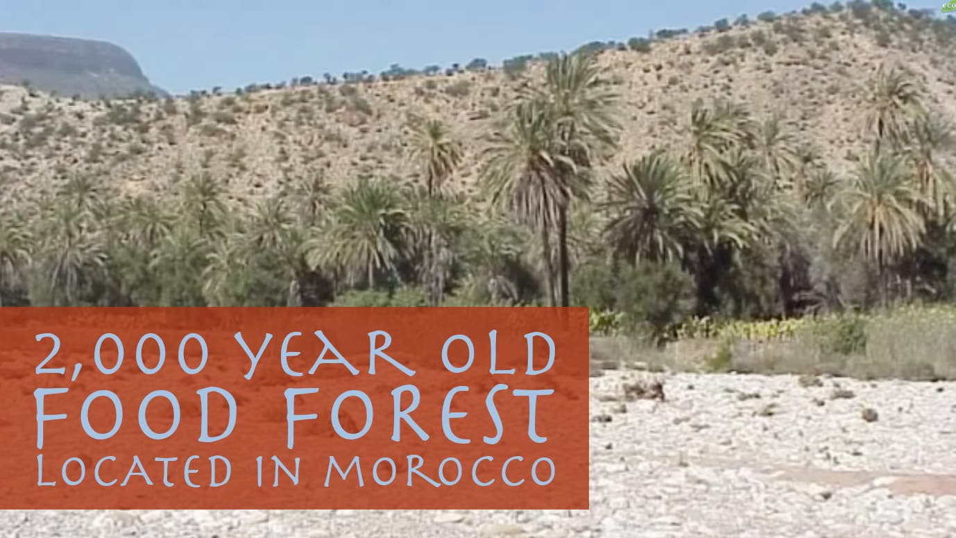 Featured image for “Amazing 2,000 Year Old Food Forest in Morocco”