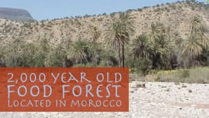 2,000 Year Old Food Forest in Morocco