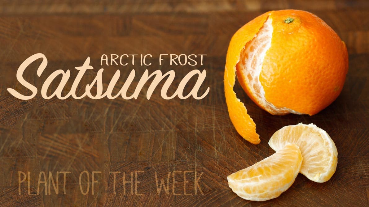 Featured image for “Homestead Plant of The Week | 002 | Arctic Frost Satsuma”