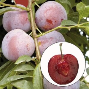 Methley Plum