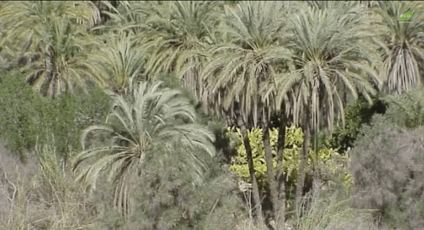 Date palm overstory