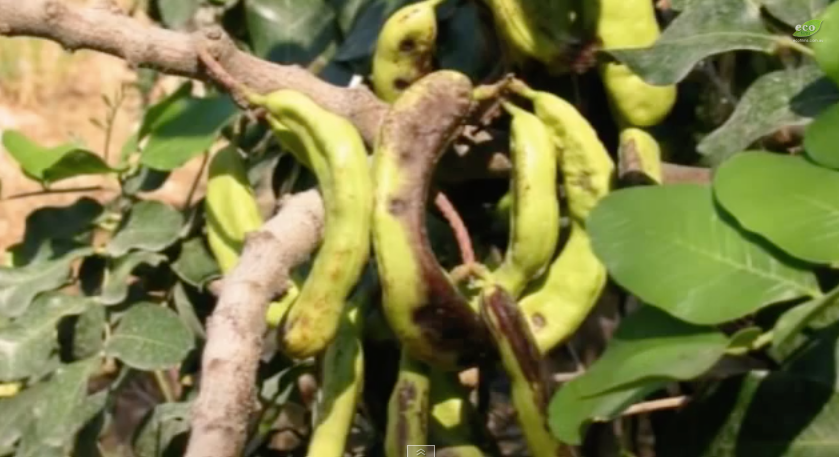 bananas in a food forest