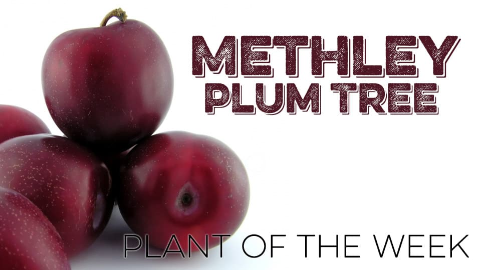 Featured image for “Homestead Plant of The Week | 001 | Methley Plum Tree”