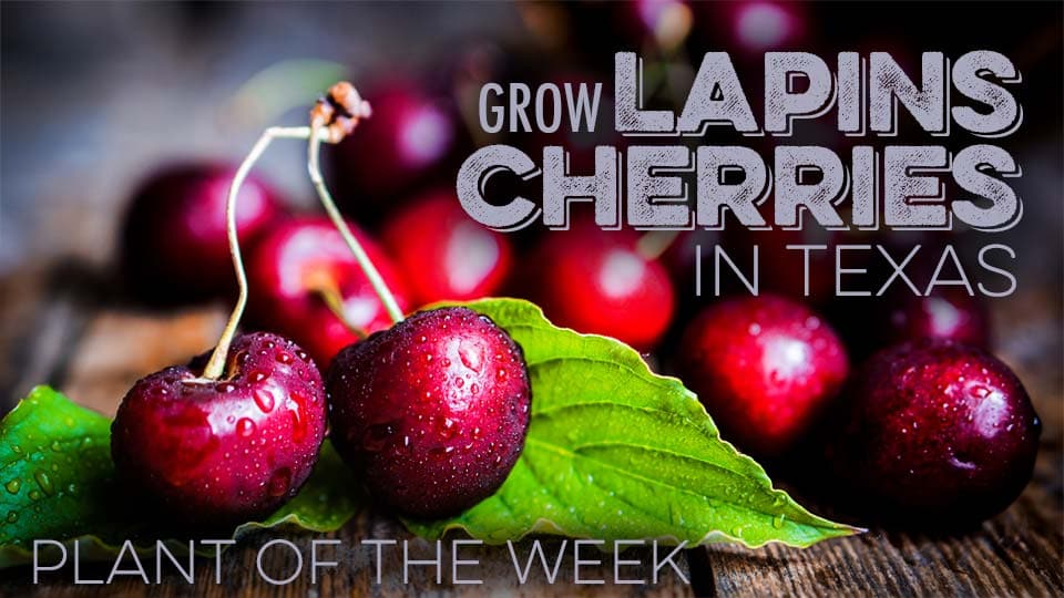 Featured image for “Homestead Plant Of The Week | 003 | Lapins Cherry”