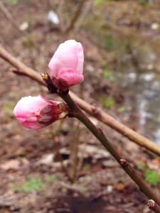 Harvister Peach tree budding in early East Texas spring