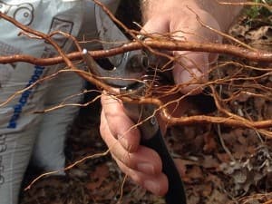 trimming the roots of the lapins cherry tree