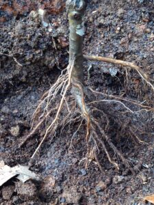 Planting the lapins cherry tree 5