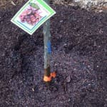 Planting the lapins cherry tree 4