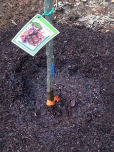 Planting the lapins cherry tree 4