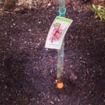 Planting the lapins cherry tree 3