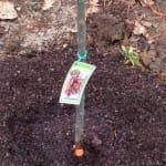 Planting the lapins cherry tree2