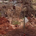 Planting the lapins cherry tree 1