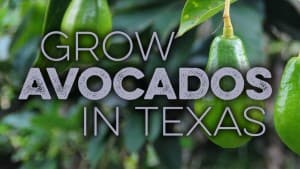Learn about growing avocado in Texas