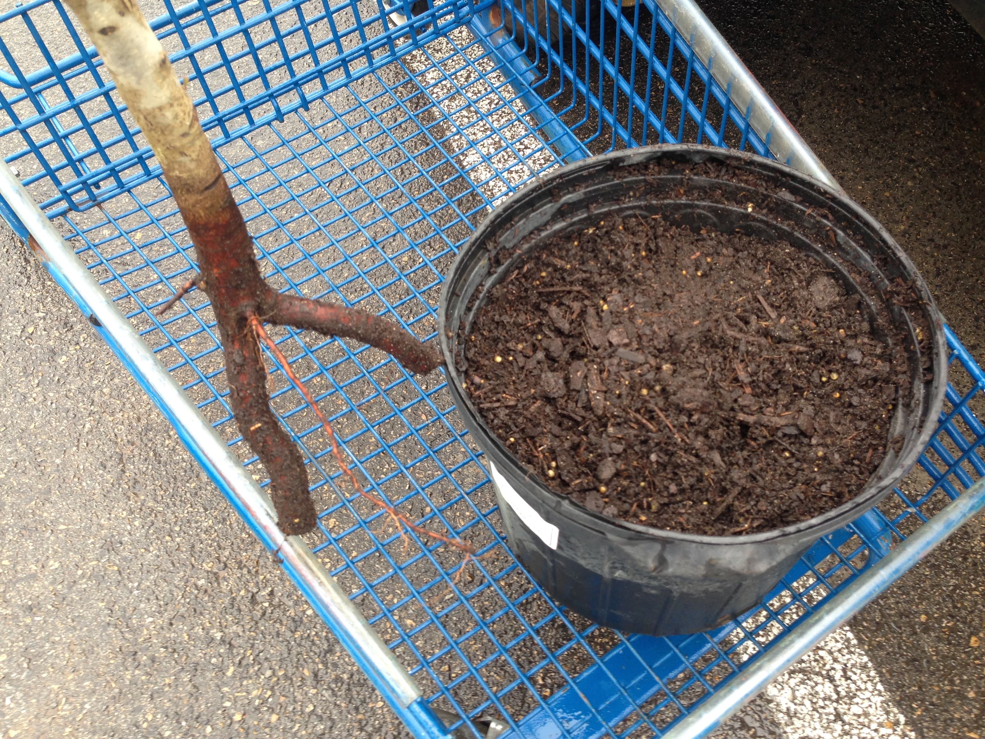 Looking at the roots of a fruit tree that I purchased half off because it wasn't potted well