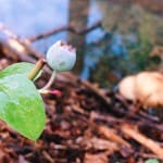 A beautiful image of a blueberry clinging to the plant. In the background, you see wood mulch and standing water reflecting the sky