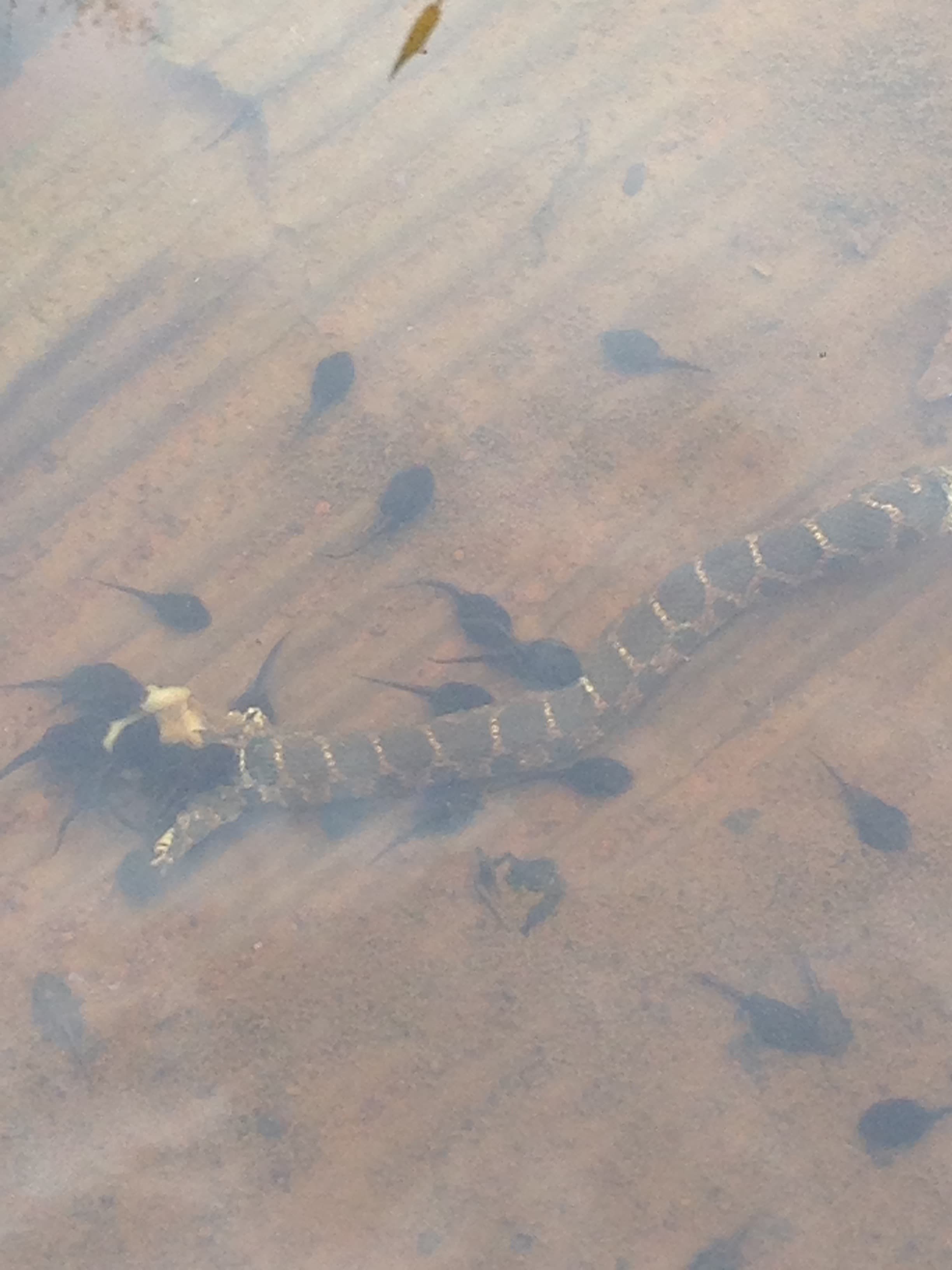 A dead snake lay in the bottom of our swale covered by 3 inches of water. He is being eaten by tadpoles.
