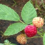Image of three raspberries clinging to the plant. one is bright red while the other two are light pink.