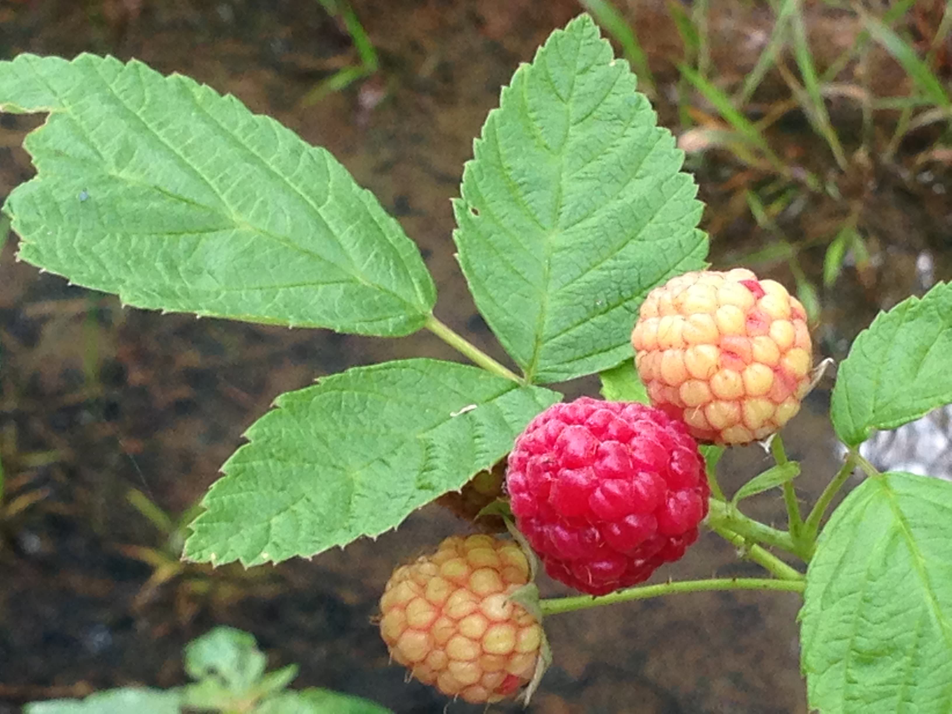 Image of three raspberries clinging to the plant. one is bright red while the other two are light pink.