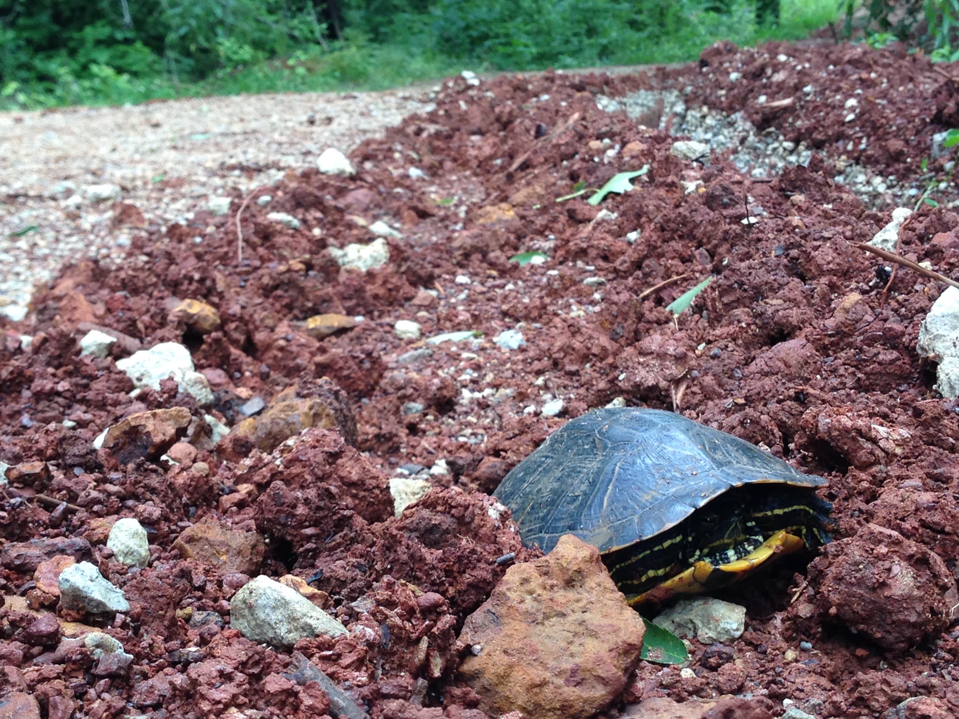 A medium size box turtle peeking out of his shell in the middle of a muddy driveway.