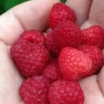 a hand full of bright red organic raspberries.
