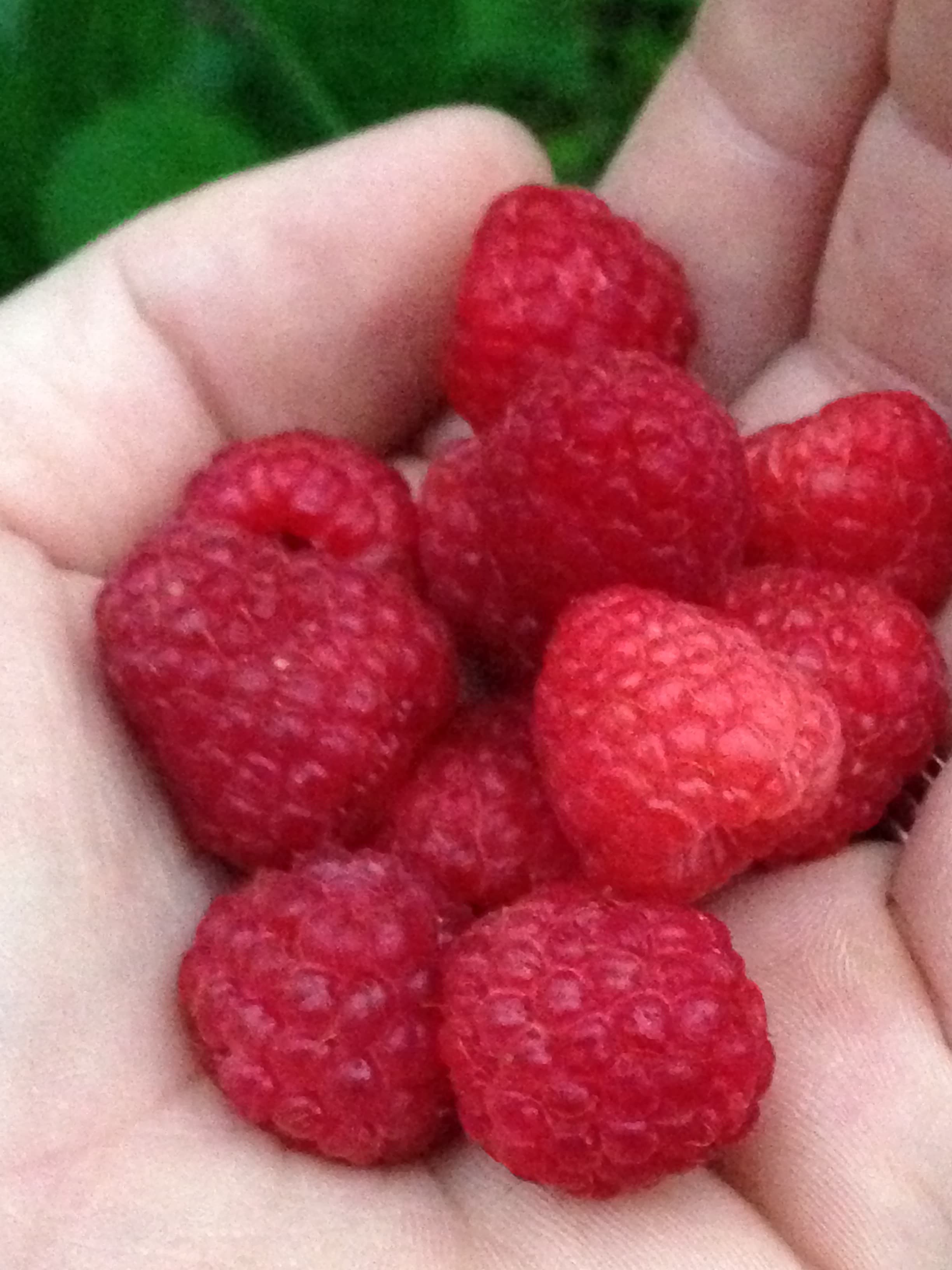 a hand full of bright red organic raspberries.