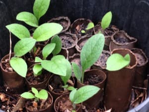 comfrey being grown in toilet paper tubes on the East Texas Homestead