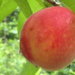 An organic peach grown on our homestead. It is a few weeks from being ready for harvist