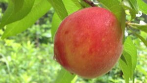 An organic peach grown on our homestead. It is a few weeks from being ready for harvist