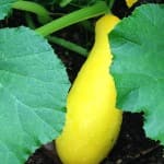 Yellow squash on the plant in our homestead garden