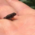 A baby frog in my hand. It is about the size of a sunflower seed.