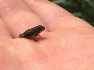 A baby frog in my hand. It is about the size of a sunflower seed.