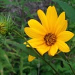 Beautiful yellow flower we found on the homestead