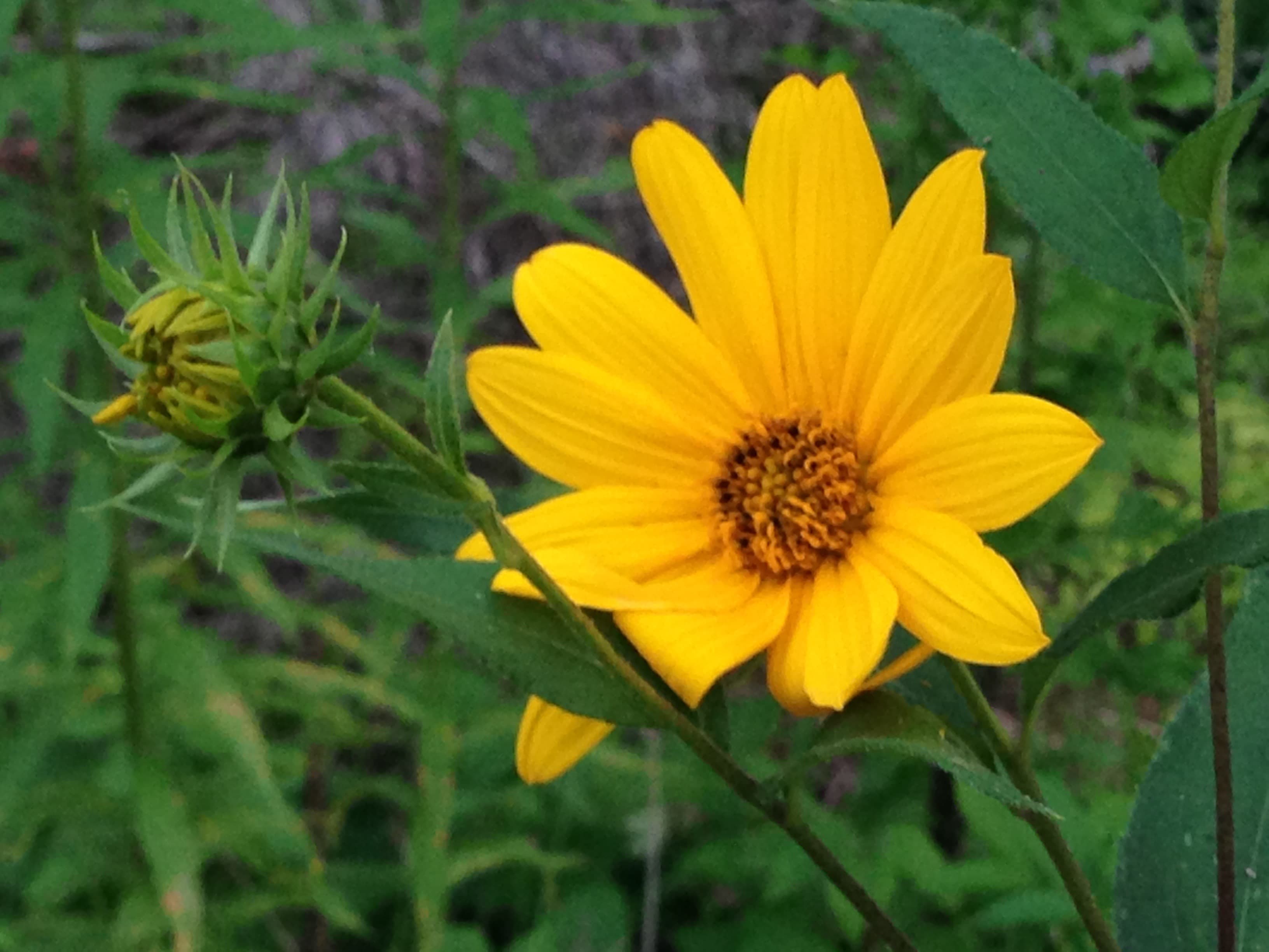 Beautiful yellow flower we found on the homestead