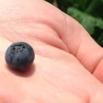 Our first blueberry picked on the east texas homestead