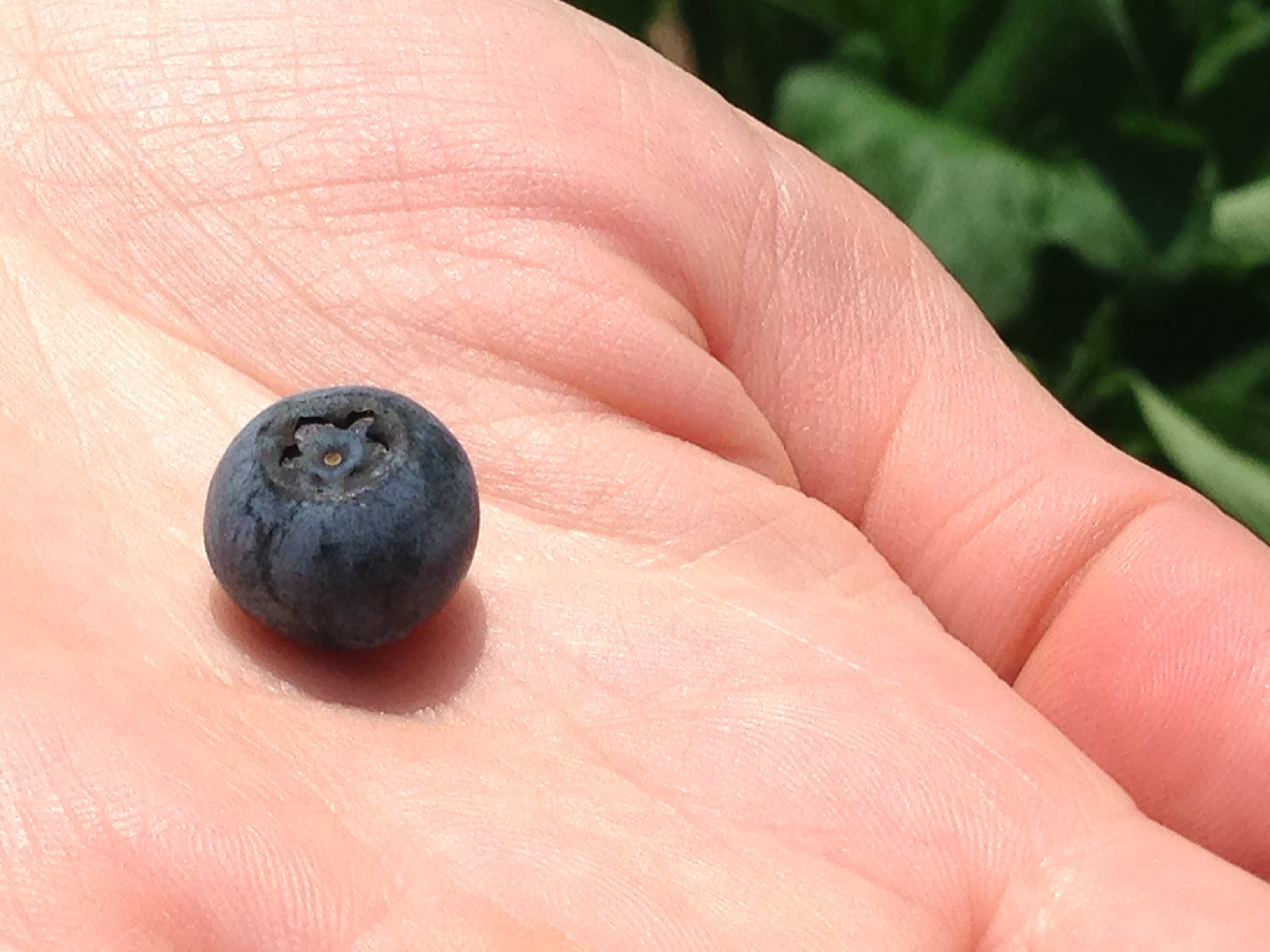 Our first blueberry picked on the east texas homestead
