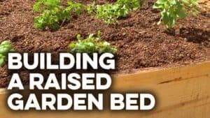 Building a raised garden bed with wood sides from a pine tree