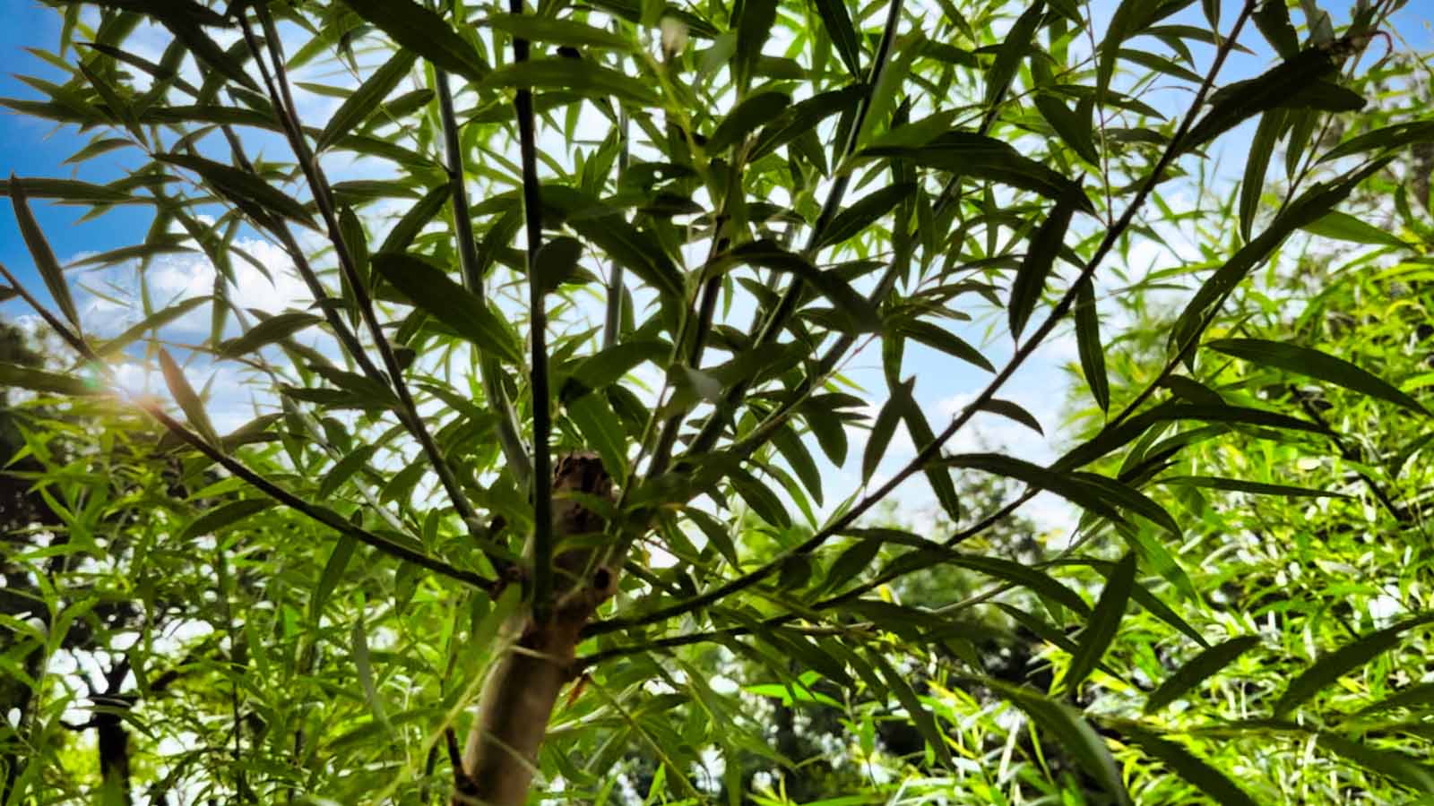 Featured image for “Growing Nutrient-Rich Tree Hay”